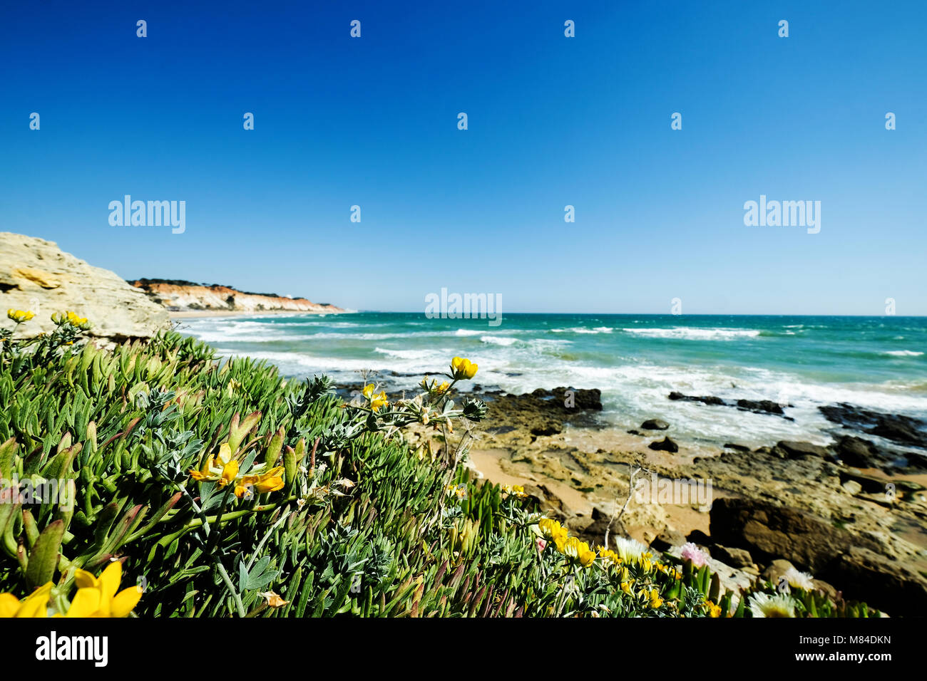 Blick auf die Landschaft mit Felsen und Dünen am Strand in der Nähe von Albufeira Portugal im Sommer mit lokalen Vegetation Blumen und Pflanzen Stockfoto