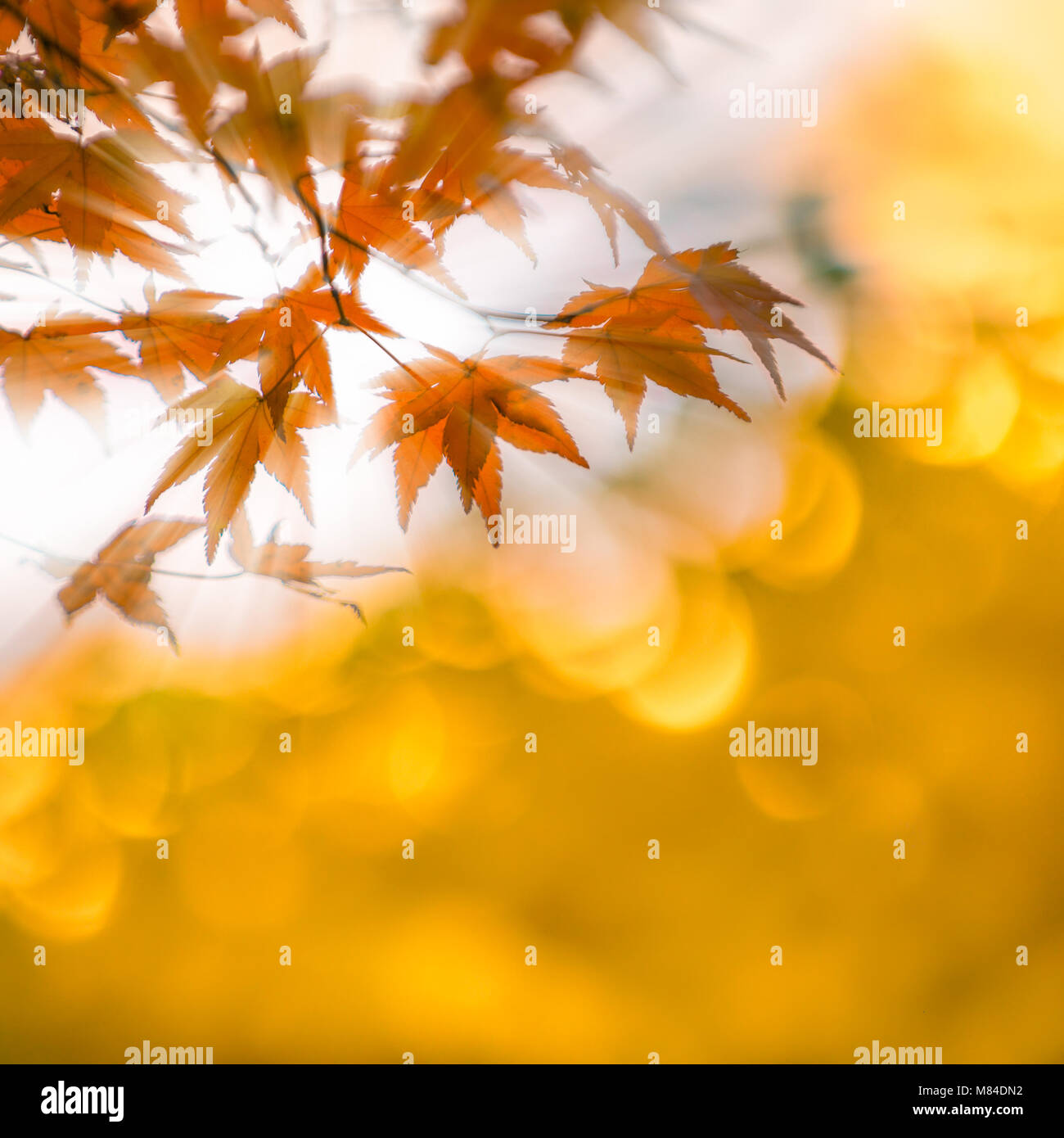 Blätter im Herbst mit Sonnenstrahlen, sehr flachen Fokus Stockfoto
