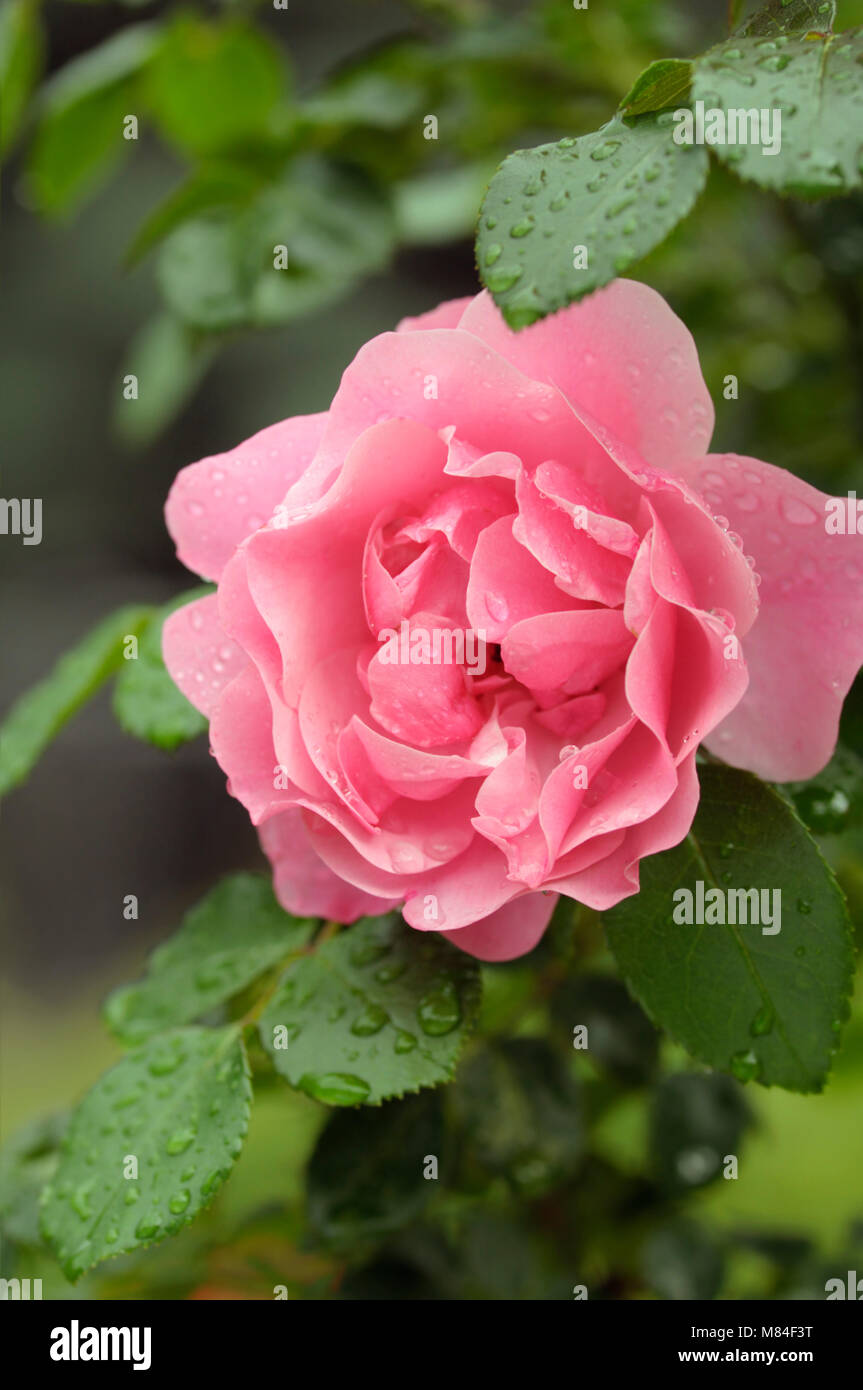 Einzelne Blume rosa Rose in einem Garten Stockfoto