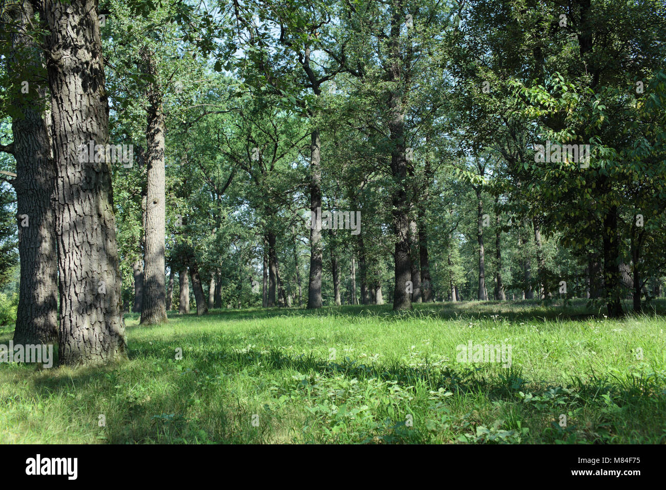 Sommertag in Eichenwäldern im Sofijivsky Park, Uman, Ukraine Stockfoto