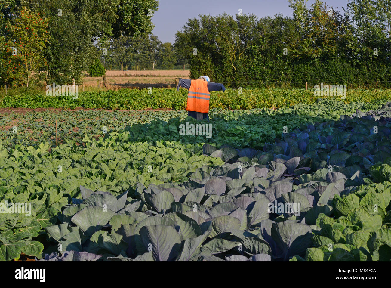 Vogelscheuche im Bereich der Kopfkohl yorkshire United Kingdom Stockfoto