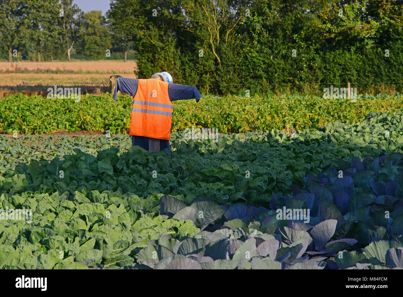 Vogelscheuche im Bereich der Kopfkohl yorkshire United Kingdom Stockfoto