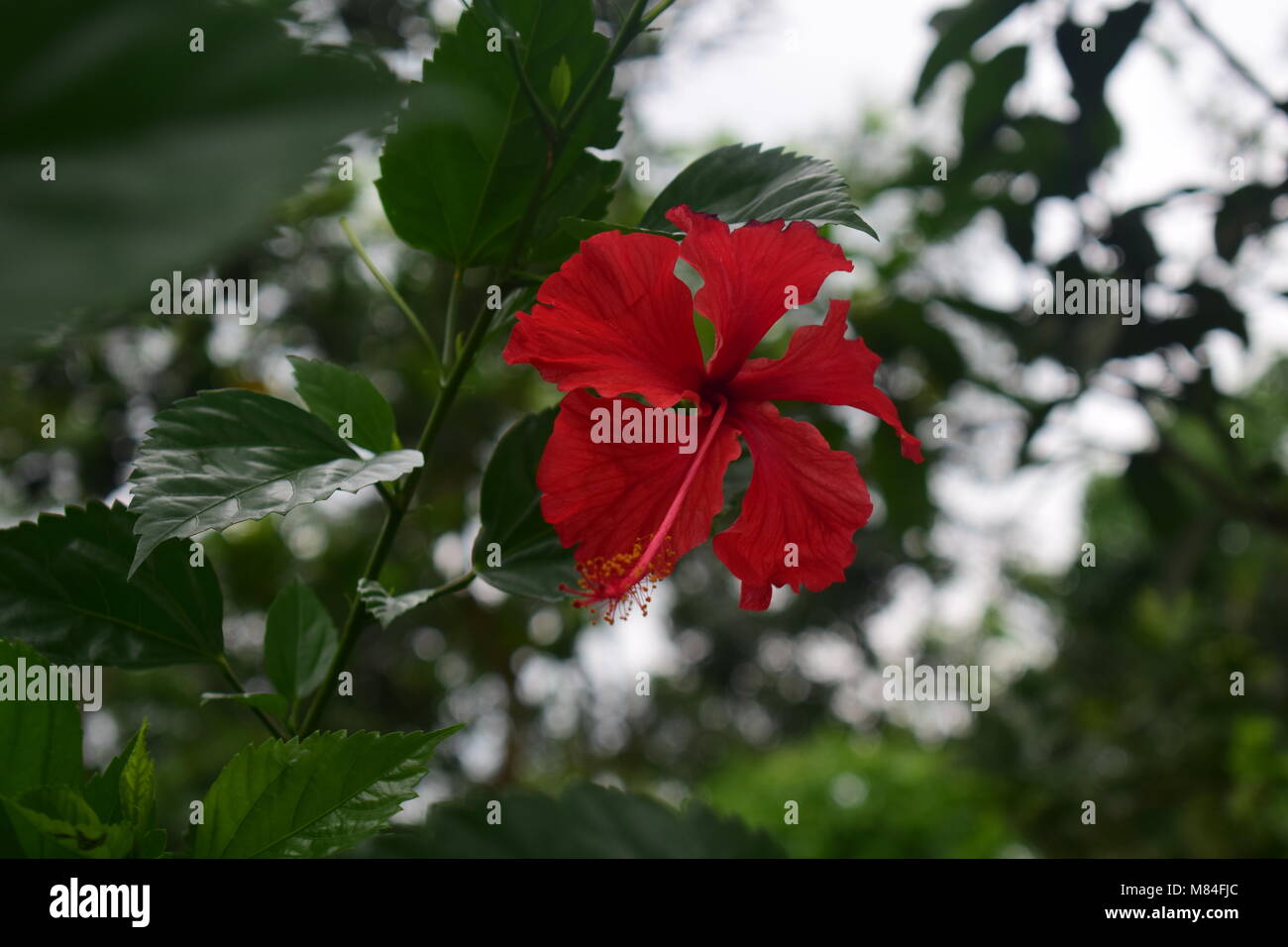 Hibiscus ist eine Gattung blühender Pflanzen in der Mallow-Familie, Malvaceae.Hibiscus rosa-sinensis, umgangssprachlich als Chinesischer Hibiskus bekannt, Chinesische Rose. Stockfoto