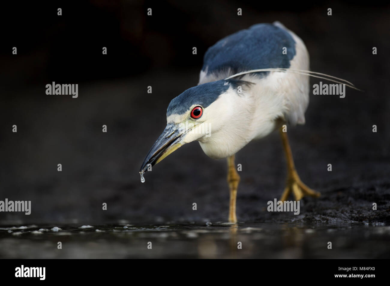 Ein schwarzer - gekrönte Night Heron Jagd entlang der schlammigen Ufer eines Flusses in weiches Licht. Stockfoto