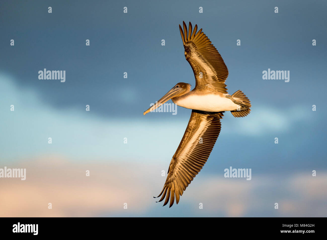 Ein jugendlicher Braune Pelikan fliegt in den späten Abend Sonne miteinem Dunkelblau wolkig Hintergrund in Florida. Stockfoto