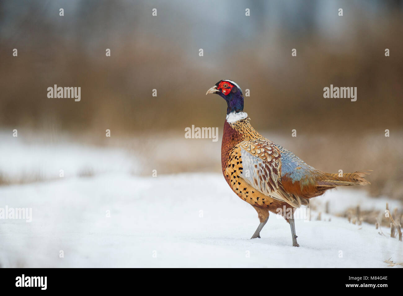 Ein Ring-necked Pheasant steht in seichten Schnee in einem offenen Feld zeigen, seine brillante Farben in zarten bedeckt. Stockfoto