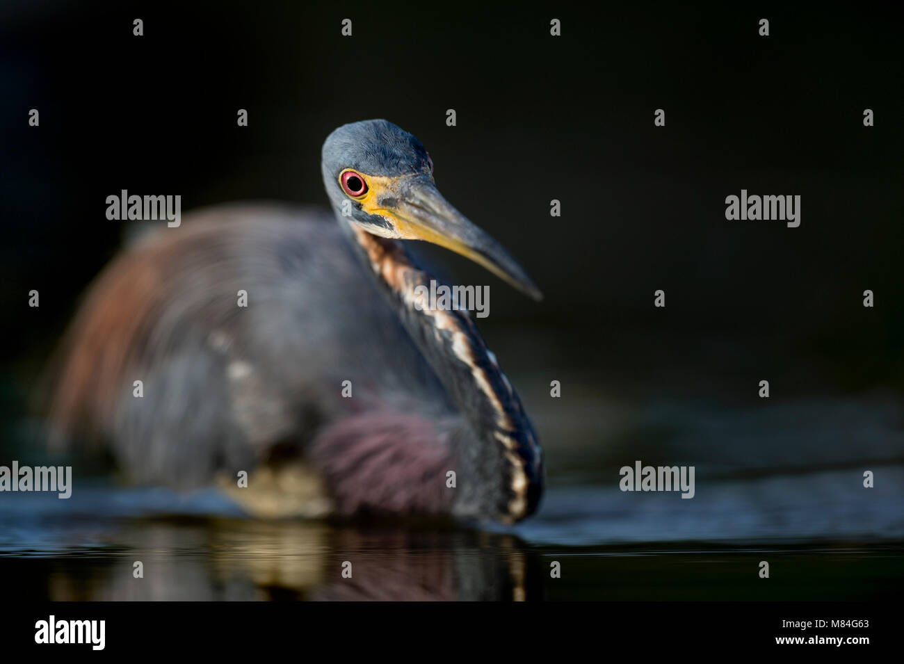 Ein erwachsener Dreifarbige Heron Stiele Beute im seichten Wasser mit einem dunklen Hintergrund und es rote Augen heraus stehen. Stockfoto