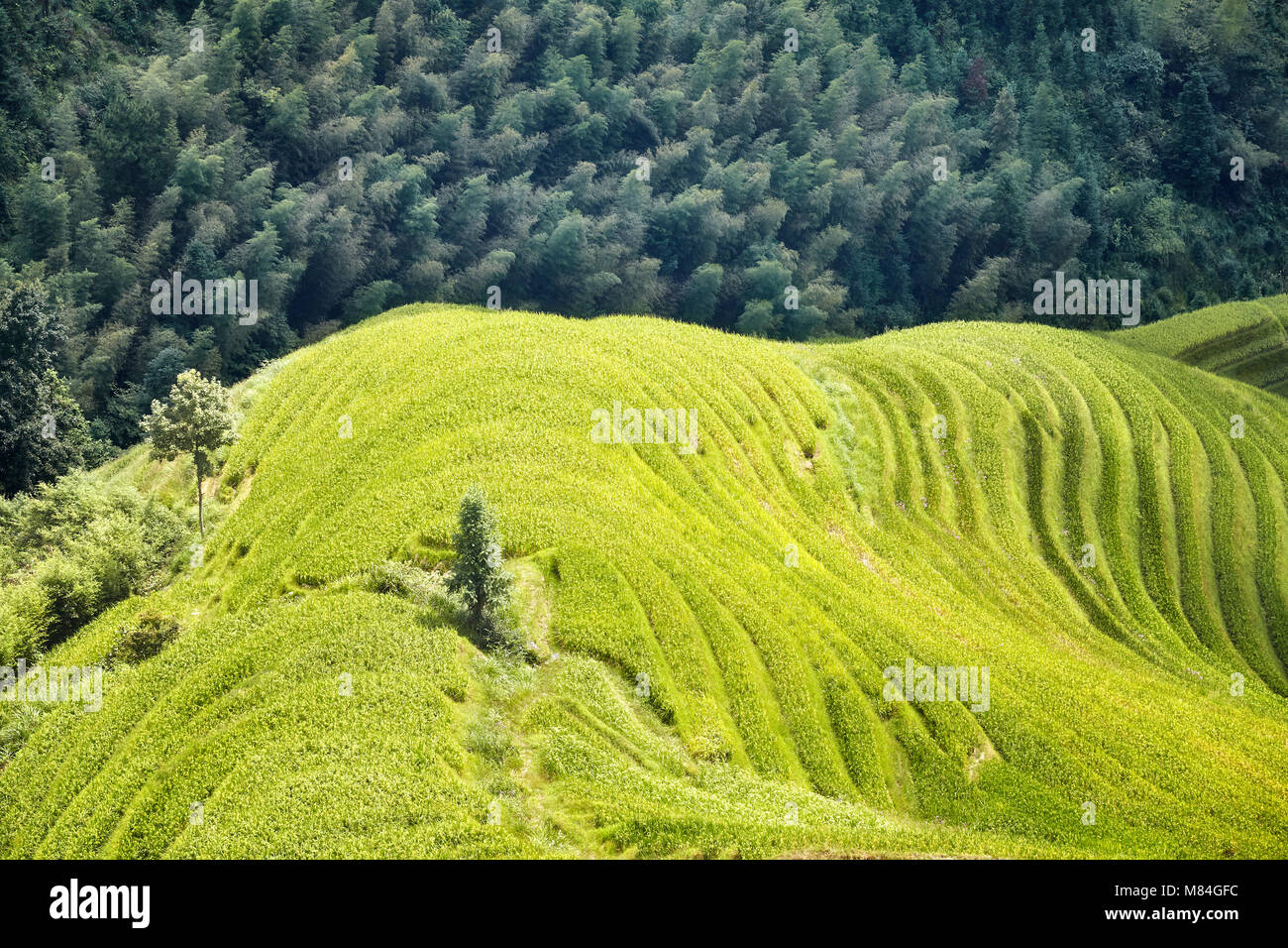 Longji Reisterrassen Landschaft, China. Stockfoto