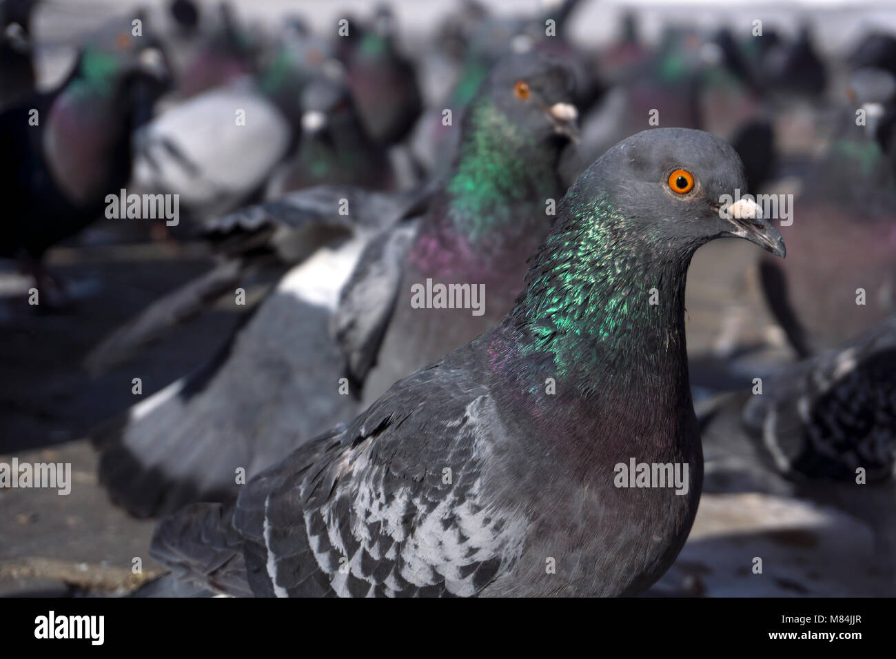 Herde von Tauben sichtbar von der Höhe der Taube Augen. Konzentrieren Sie sich auf die nächste Vogel closeup Stockfoto