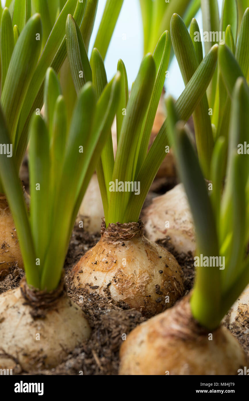 Wachsende muscari Glühlampen Nahaufnahme Stockfoto