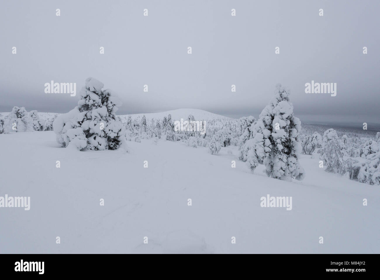 Verschneite Landschaft in Pallas-Ylllästunturi National Park. Muonio, Lappland, Finnland. Stockfoto