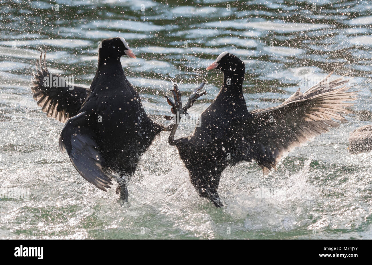 Paar eurasischen Blässhuhn (Fulica atra) in Wasser aggressiv zu sein in einem See in Großbritannien. Stockfoto