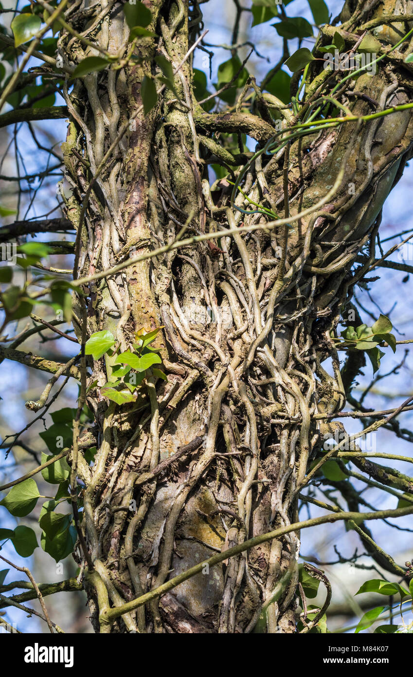 Ivy Wurzeln um Wicklung und Klettern auf einem Baumstamm, nahezu komplett abdecken im Winter in Großbritannien. Stockfoto
