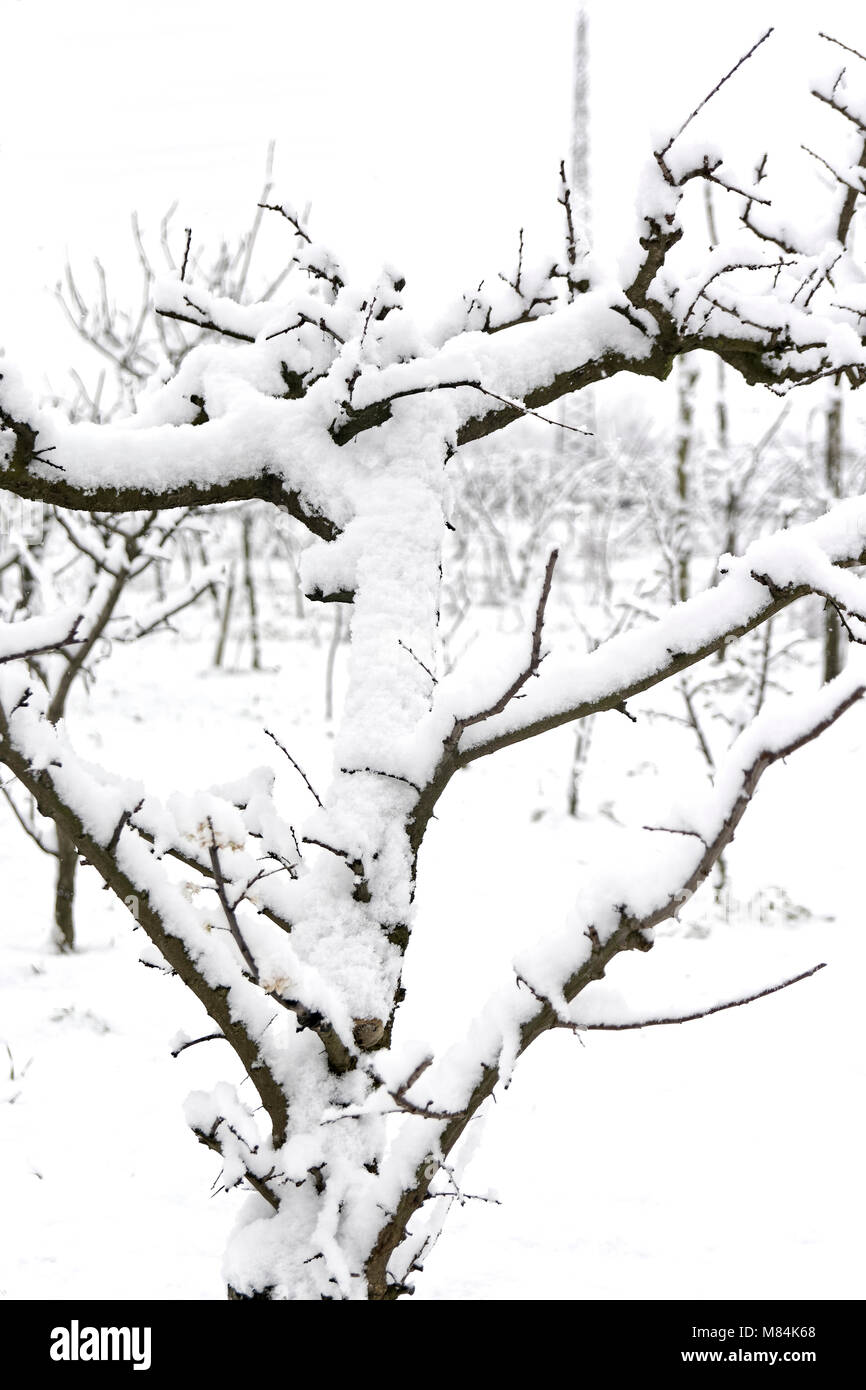 Snowy Pflanzen am Ende Februar nach den Auswirkungen der Sibirischen Luftmasse im südlichen Italien in Kampanien erreicht. Stockfoto