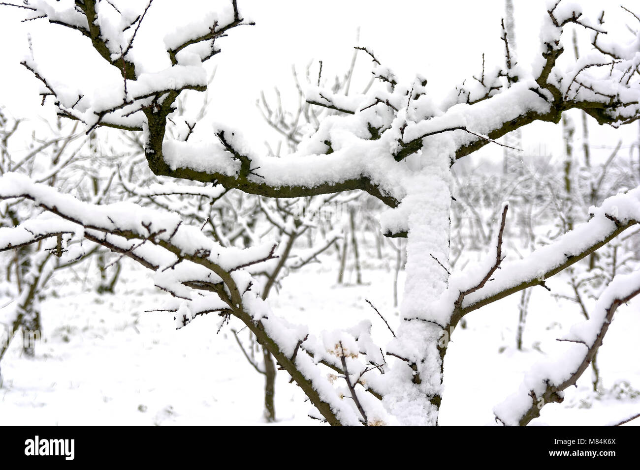 Snowy Pflanzen am Ende Februar nach den Auswirkungen der Sibirischen Luftmasse im südlichen Italien in Kampanien erreicht. Stockfoto