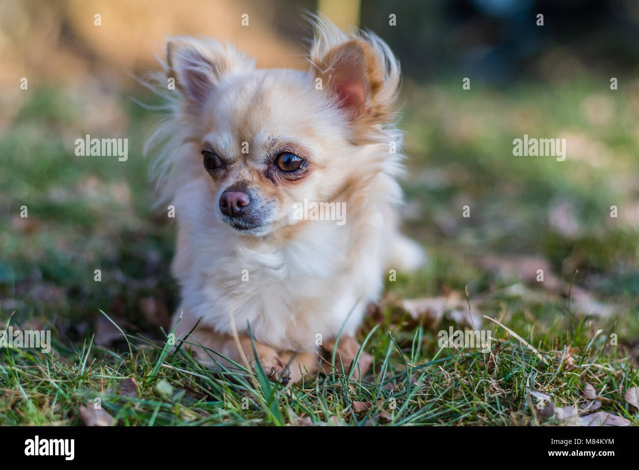 Portrait von adorable kleinen Chihuahua Hund liegend im Gras und um. Süßer Hund. Blue Sky für den Hintergrund. Stockfoto