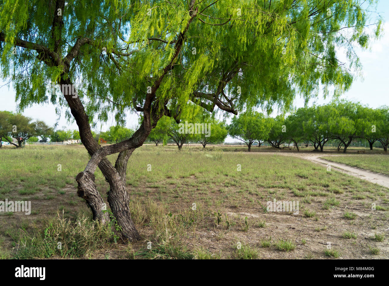 Honig Mesquite Baum mit neuen, Frühling Blätter sprießen in einem brillanten Lime Green. Stockfoto