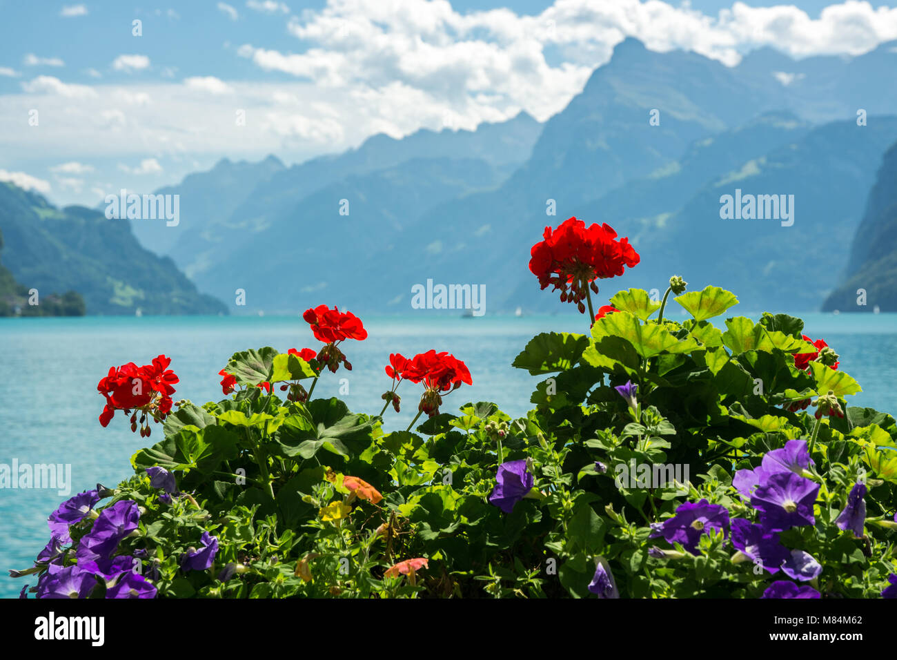 Blumen und den Vierwaldstättersee, Schweiz Stockfoto