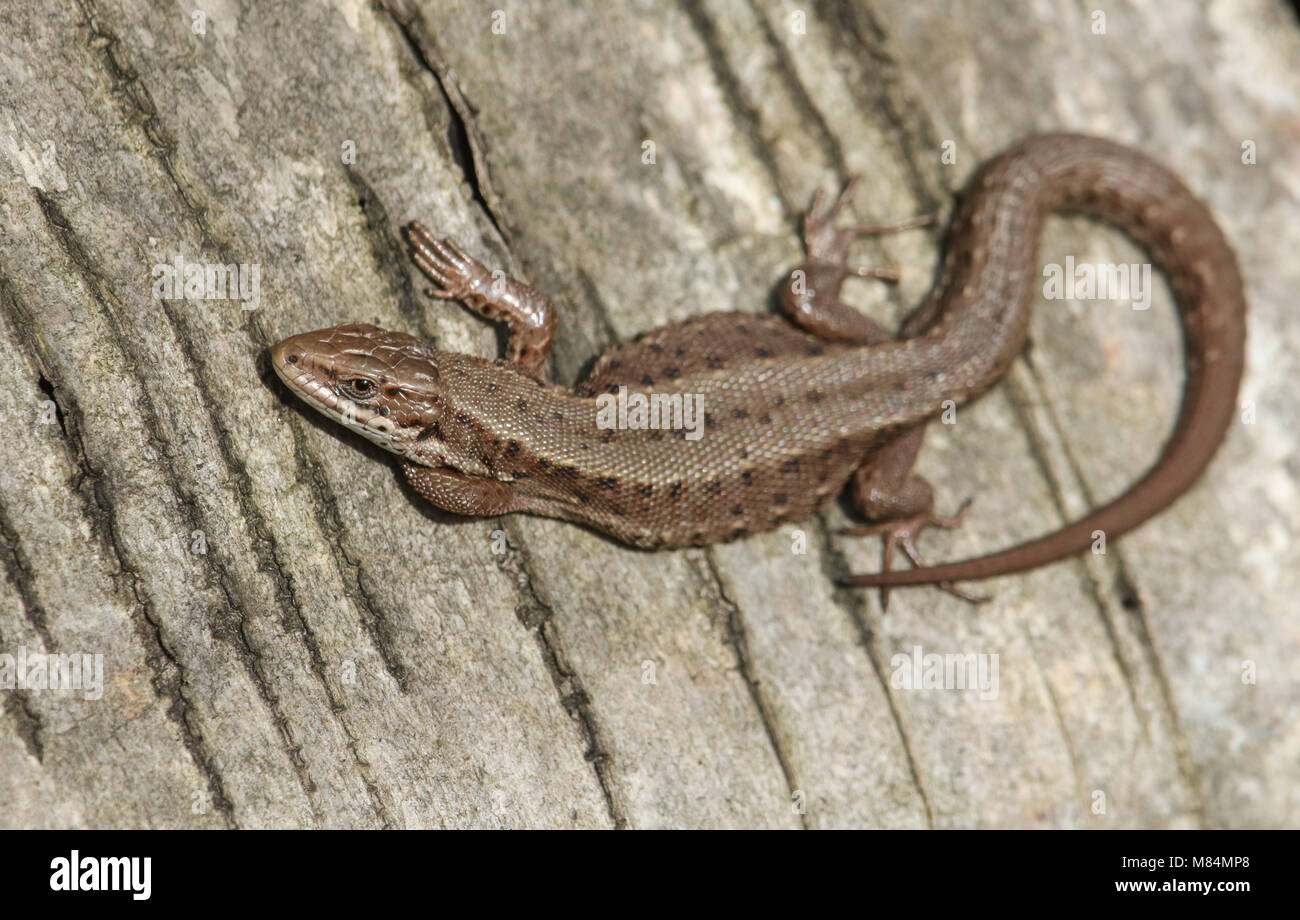 Eine atemberaubende Gemeinsame Eidechsen (Lacerta Zootoca Vivipara) Erwärmung sich auf einem Baumstamm in der Frühlingssonne. Stockfoto