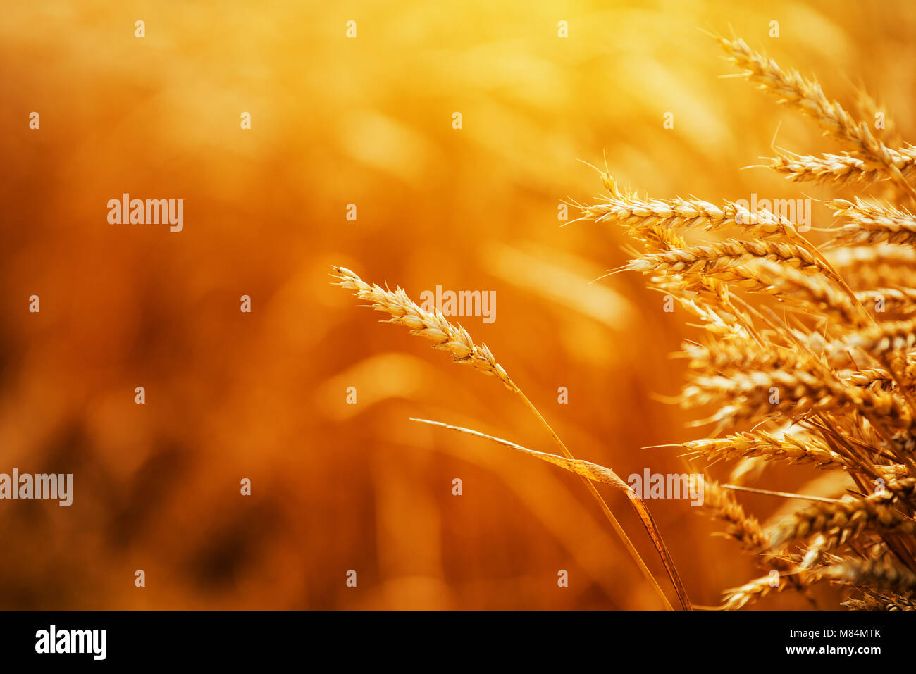 Golden reife Weizenähren in kultivierten Nutzpflanzen Feld, Müsli Anlage zur Ernte bereit ist Stockfoto
