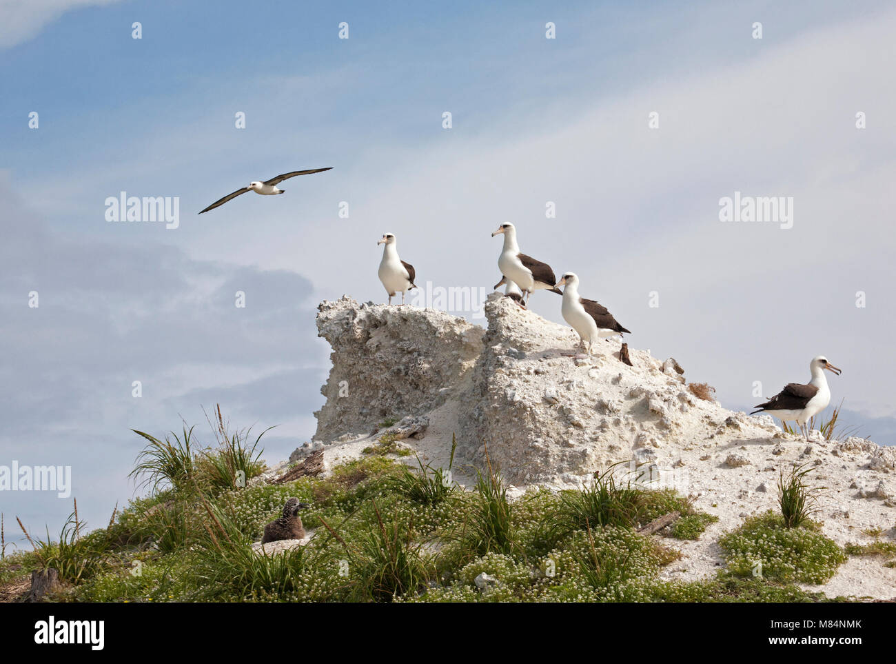 Laysan-Albatrosse thronen auf alten Sandbermumbauten, die während des Zweiten Weltkriegs auf der östlichen Insel des Midway Atolls im Pazifik gebaut wurden, um Flugzeuge zu schützen Stockfoto