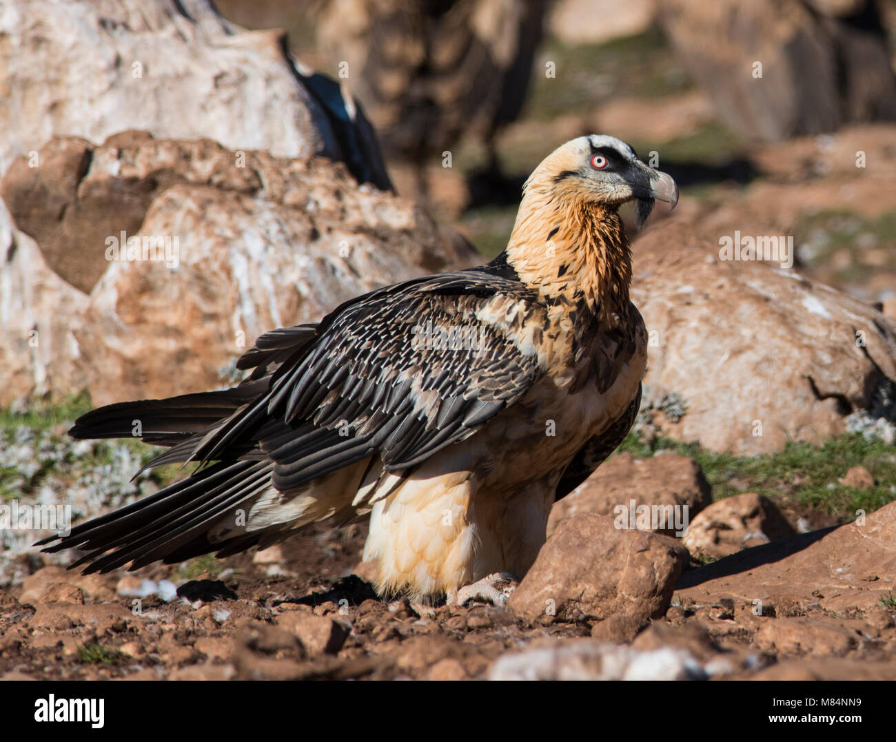 In der Nähe von Erwachsenen Lämmergeier oder Bartgeier (Gypaetus Barbatus) saß auf dem Boden an einem sonnigen Tag in den Pyrenäen Berge Spanien. Stockfoto