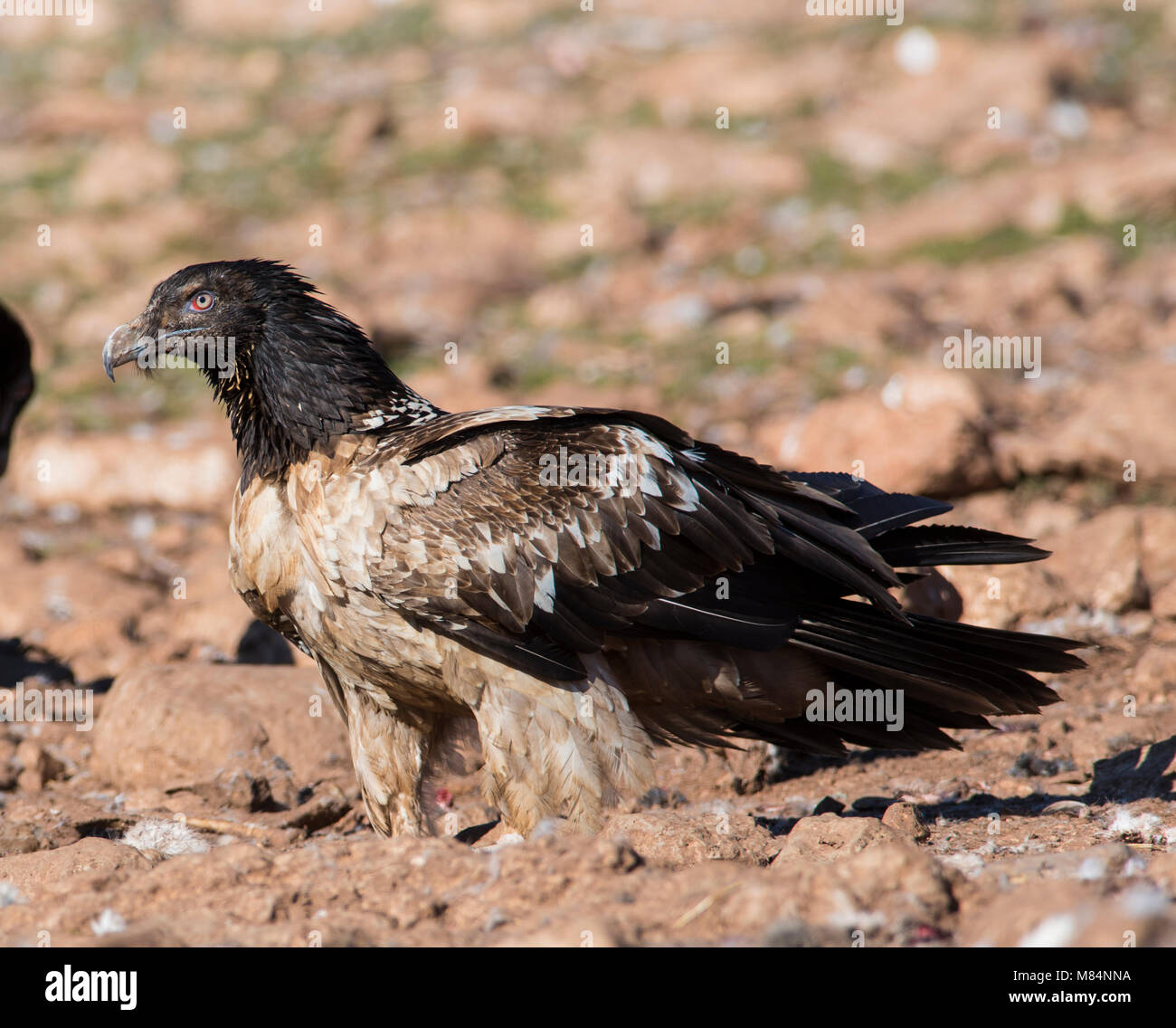 Juvenile Lämmergeier oder Bartgeier (Gypaetus Barbatus) auf dem Boden Pyrenäen Spanien. Stockfoto