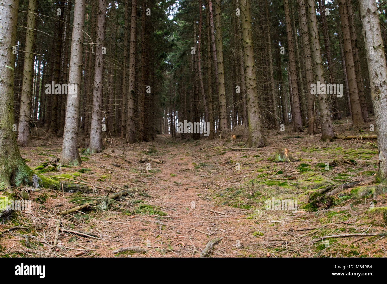 Weg durch Nadelwald Stockfoto