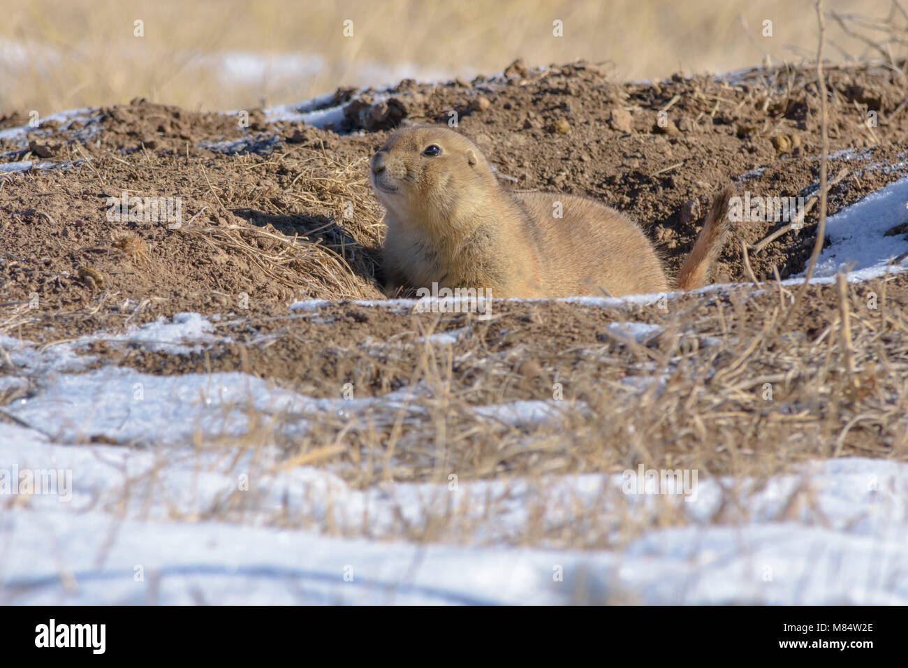 Schwarz-tailed prairie dog (Cynomys ludovicianus) im Winter, Castle Rock Colorado USA. Stockfoto