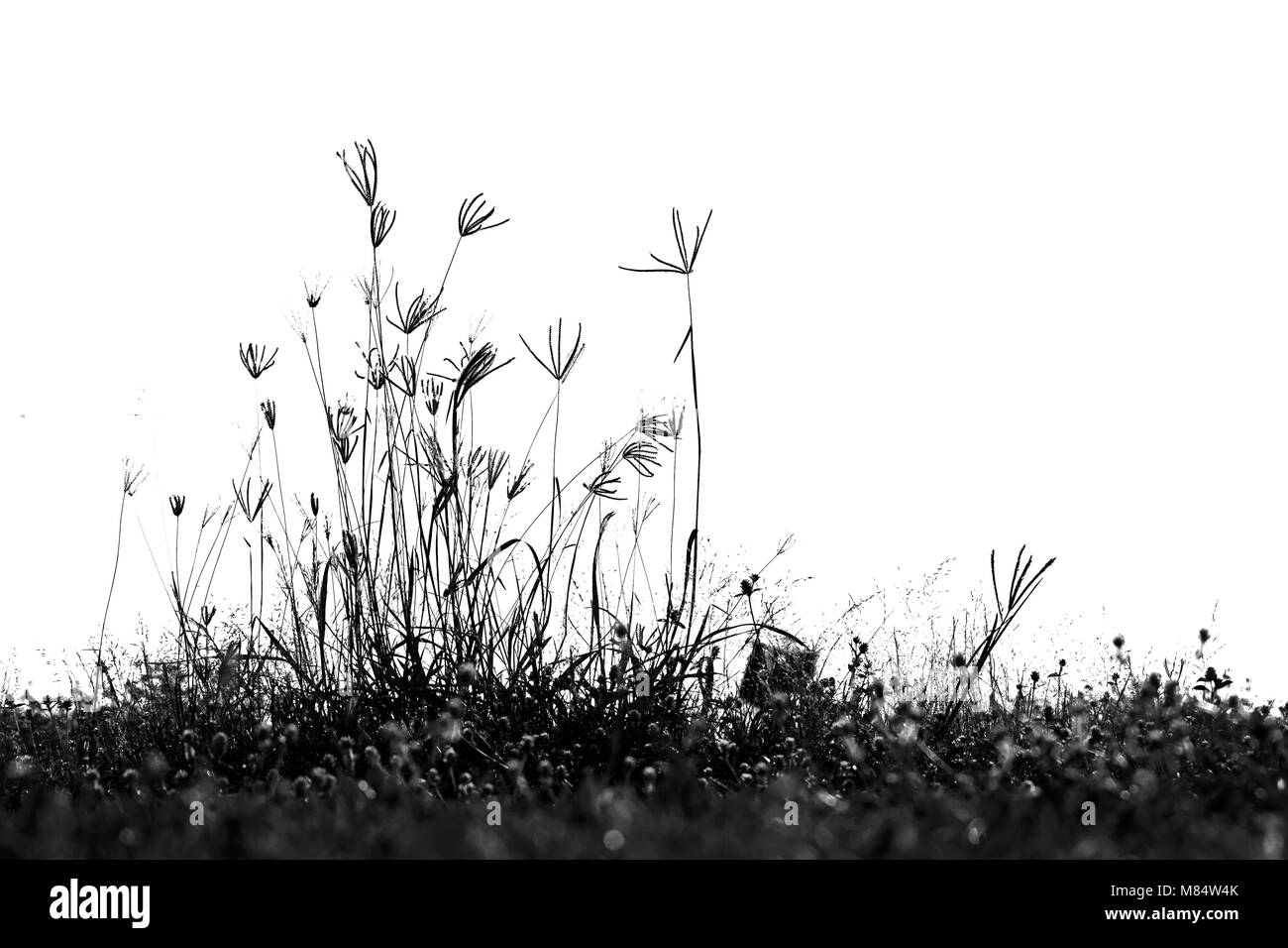 Silhouette Gras weißer Hintergrund Stockfoto