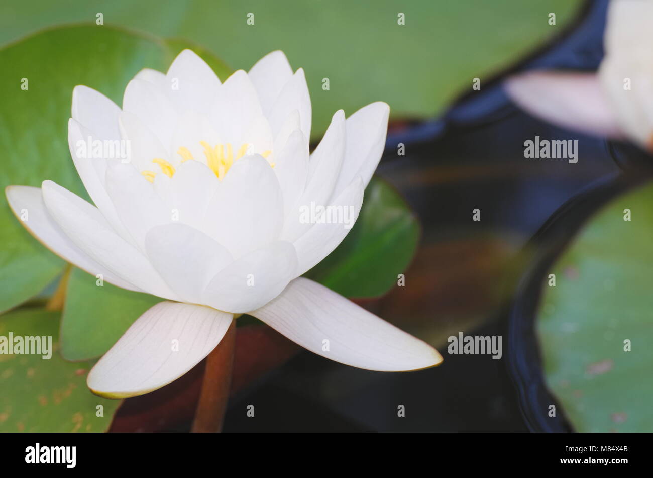 Weiße Seerose Blüte mit grünen Blättern Closeup Stockfoto