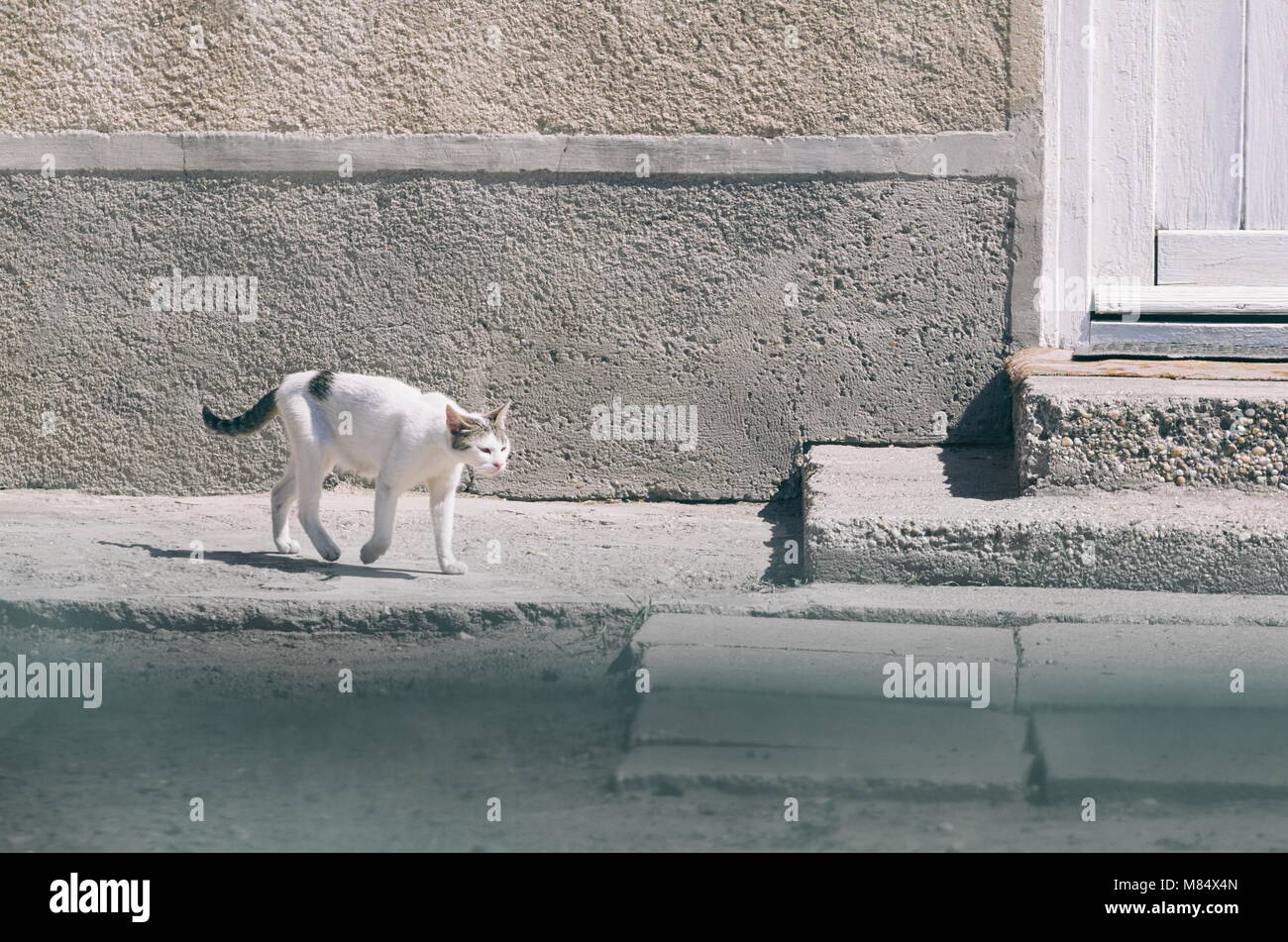 Armen Weißen Skinny stinkendes Dorf Cat Walking Stockfoto