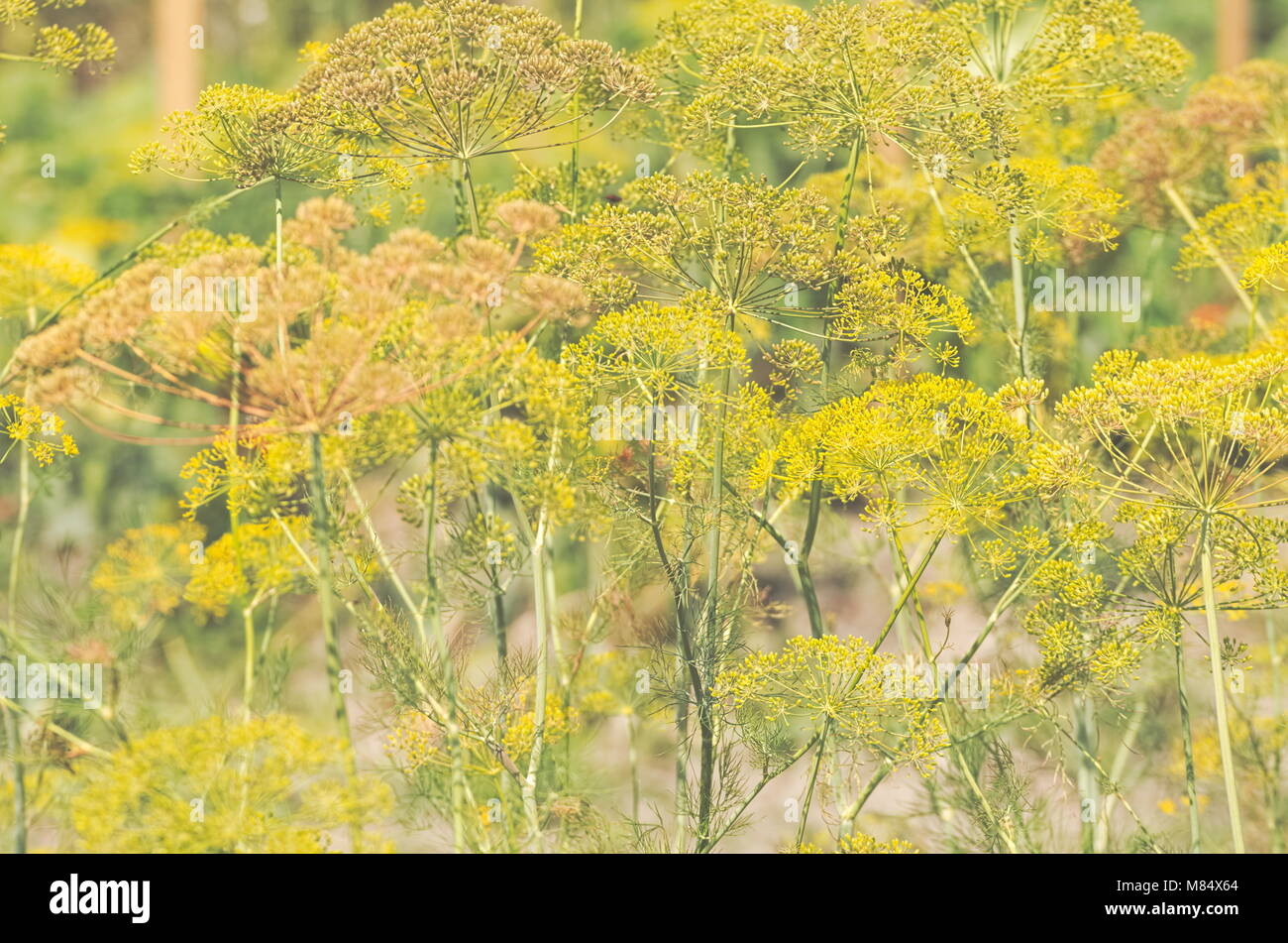 Gelber Dill Blumen im Garten Nahaufnahme Stockfoto