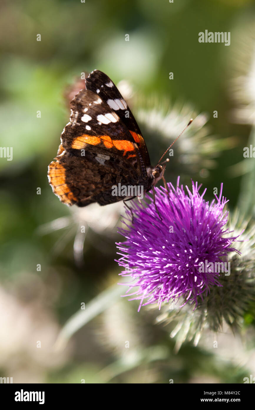 Malerische Nahaufnahme eines Roten Admiral Schmetterling auf einer Distel, im Englischen Garten in der Grafschaft Cheshire. Stockfoto