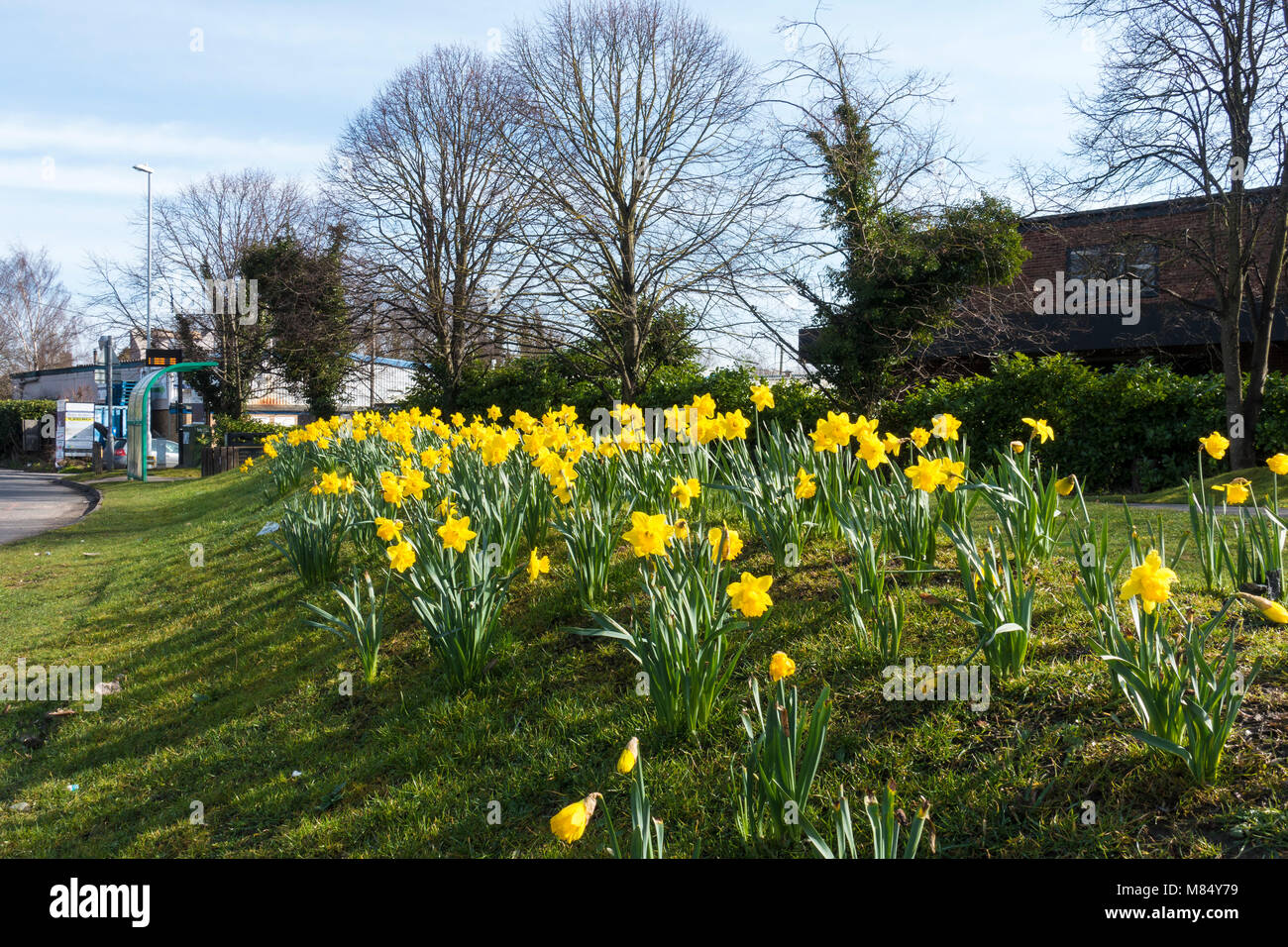 Gelbe Narzisse drift am Eingang zum Business Park Milton Cambridge Stockfoto