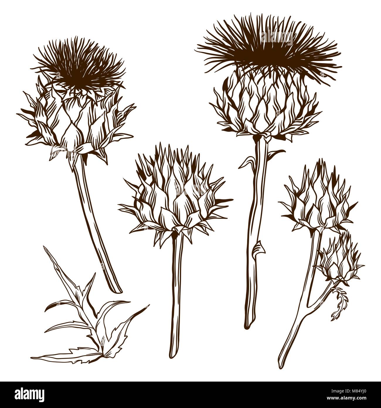 Onopordum acanthium Eingestellt von dekorativen. Scottish thistle Stock Vektor