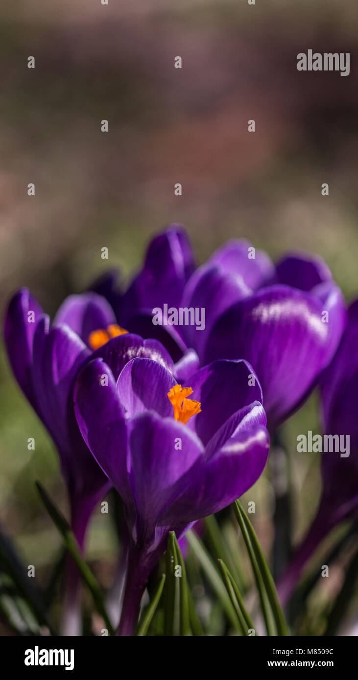 Violette Crocus Blume mit orangefarbenen Staubblatt, Littleton Park, Shepperton, Surrey, Großbritannien Stockfoto