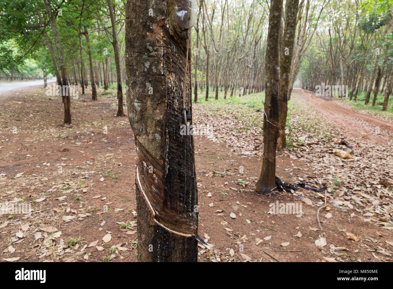 Gummibaum in einer plantage -Fotos und -Bildmaterial in hoher Auflsung   Alamy