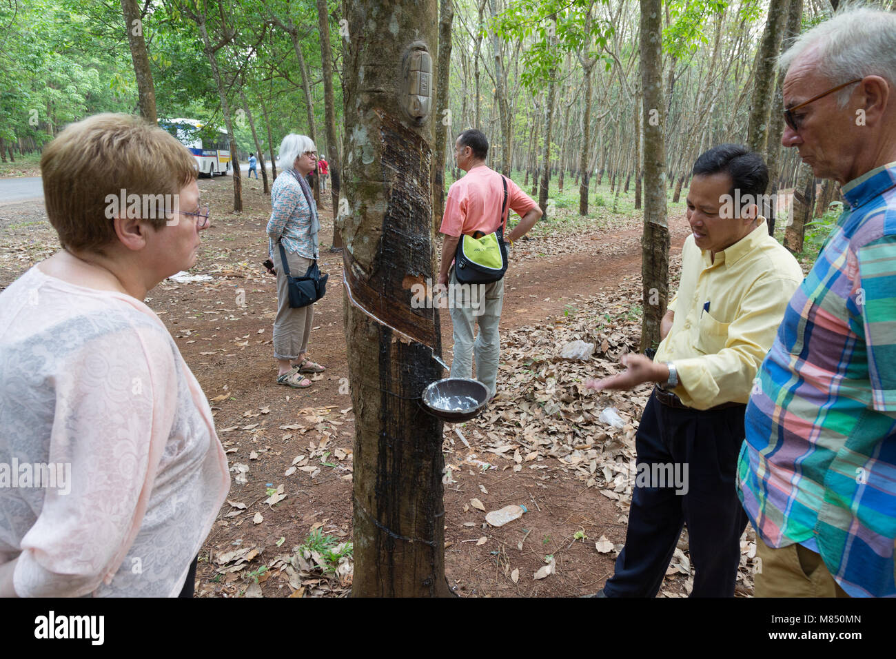 Touristen in Kambodscha - Touristen, die auf der Suche an einem Gummibaum auf einer Kautschukplantage, Kampong Cham, Kambodscha Asien Stockfoto