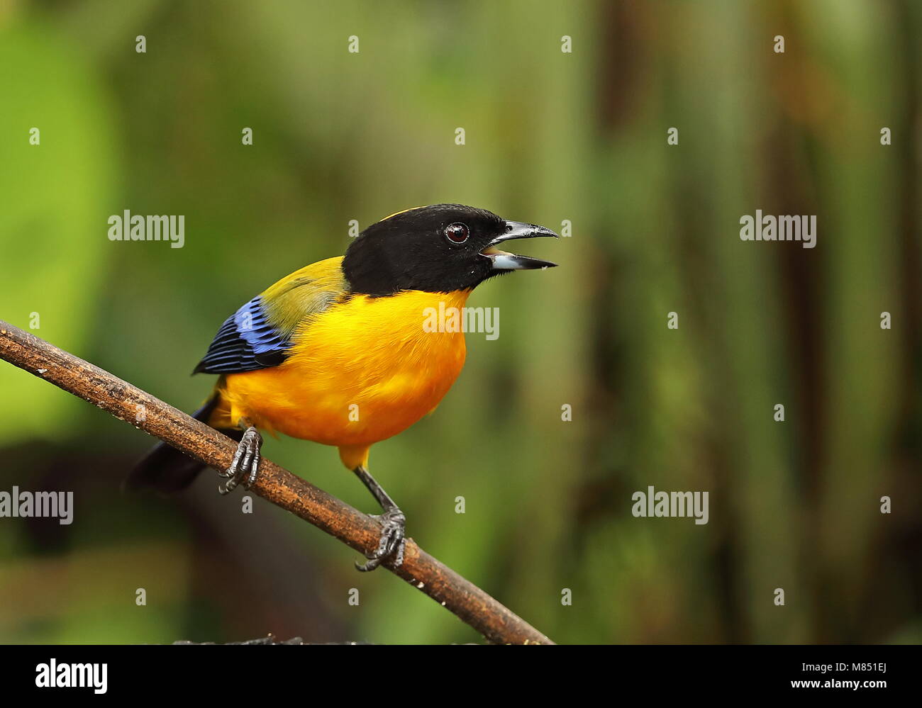 Schwarz, dass Berg-TANAGER (Anisognathus notabilis) Erwachsenen auf dem Zweig mit Bill öffnen gehockt, essen Nono-Mindo Straße, Ecuador Feb. Stockfoto