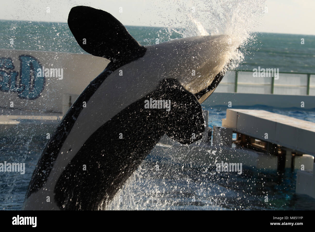 Orca Bruch mit riesigen Spritzwasser aus seinem Mund Stockfoto