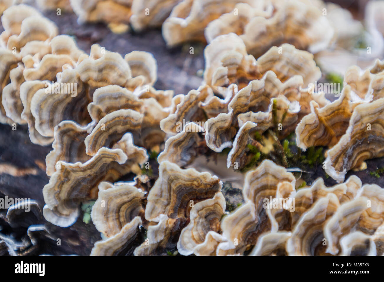 Zusammenfassung von Welligen Pilz Festhalten an Baumstamm Stockfoto
