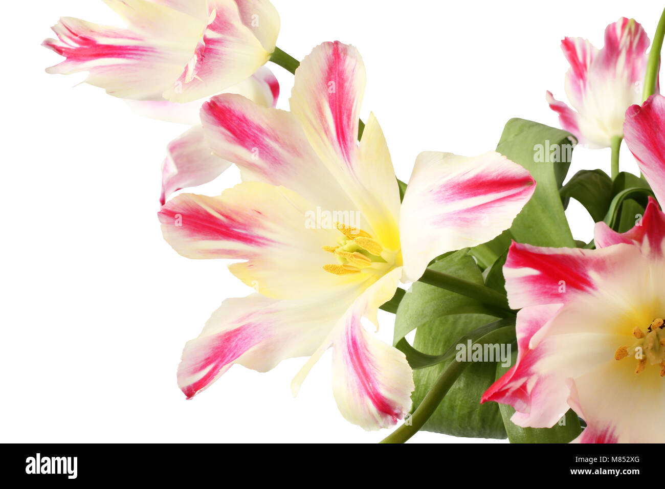 Weiße Tulpen mit roten Ränder der Blütenblätter isoliert auf weißem Hintergrund Stockfoto