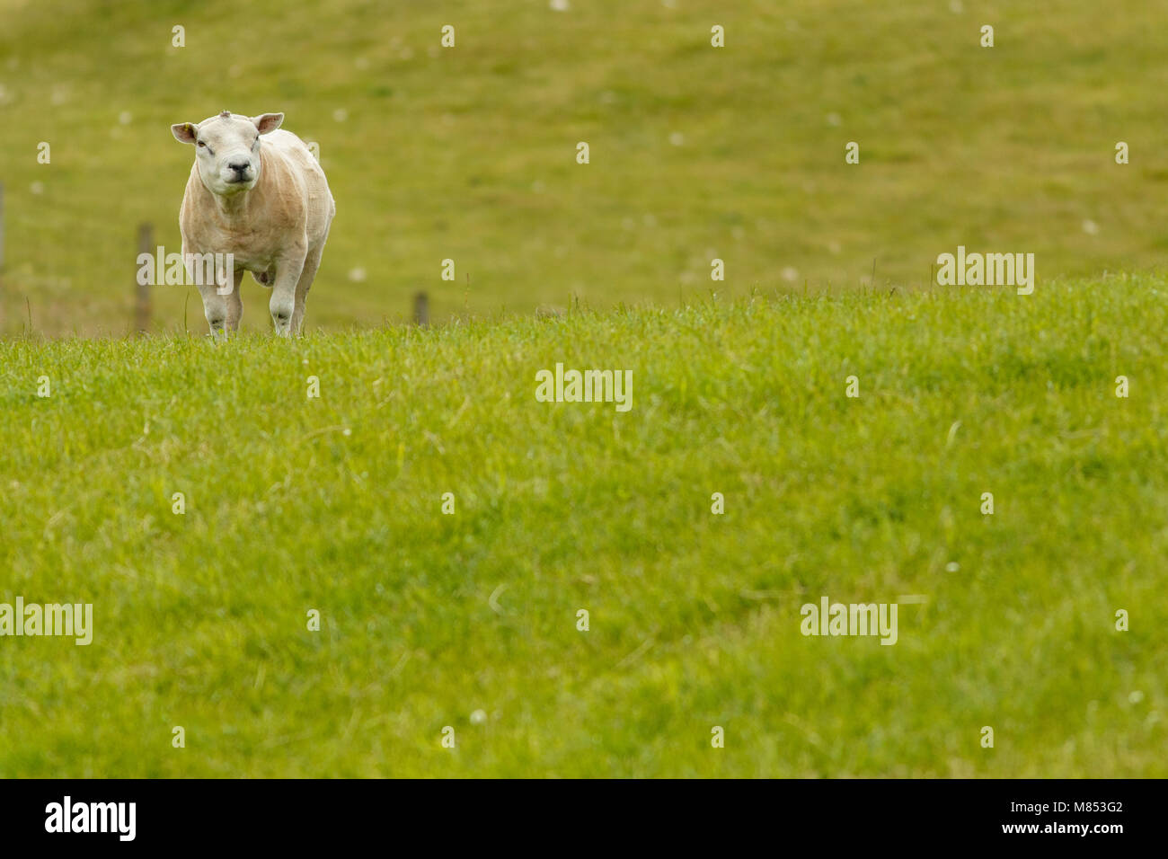 Abgeschert männlichen von Texel Schafe (Ovis aries) auf Grünland. Stockfoto