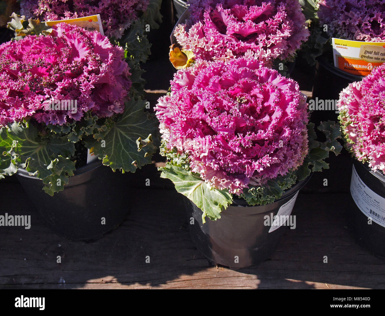 Feder kale Blumen für den Verkauf an der Home Depot Stores, Kalifornien, USA, Stockfoto