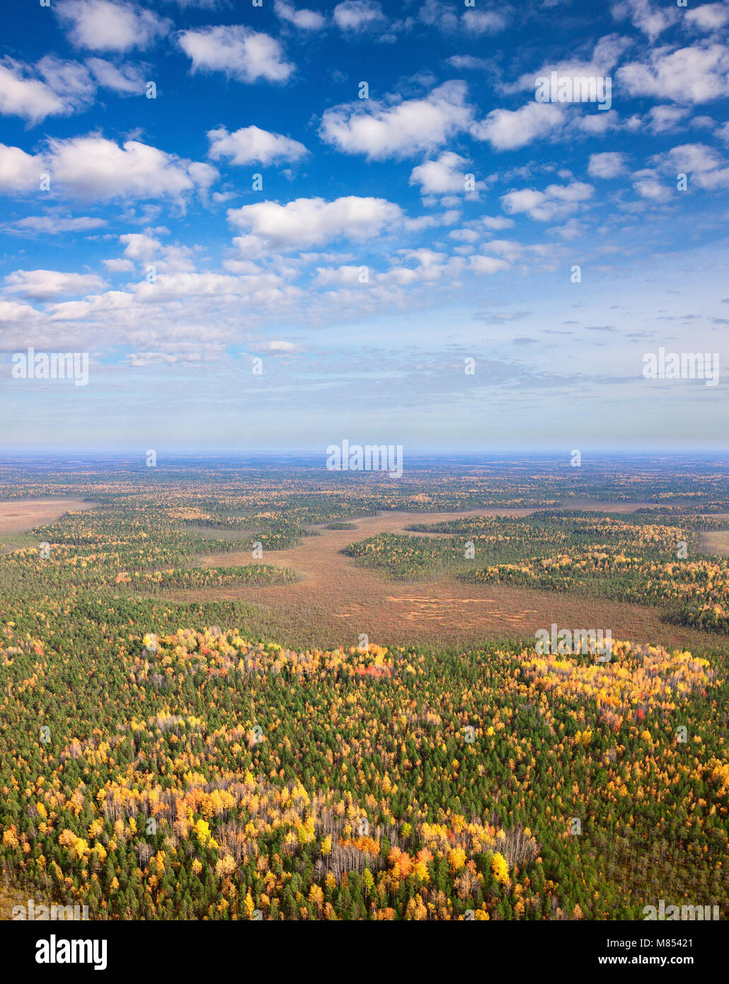 Draufsicht Perspektive der Herbst Wald Stockfoto