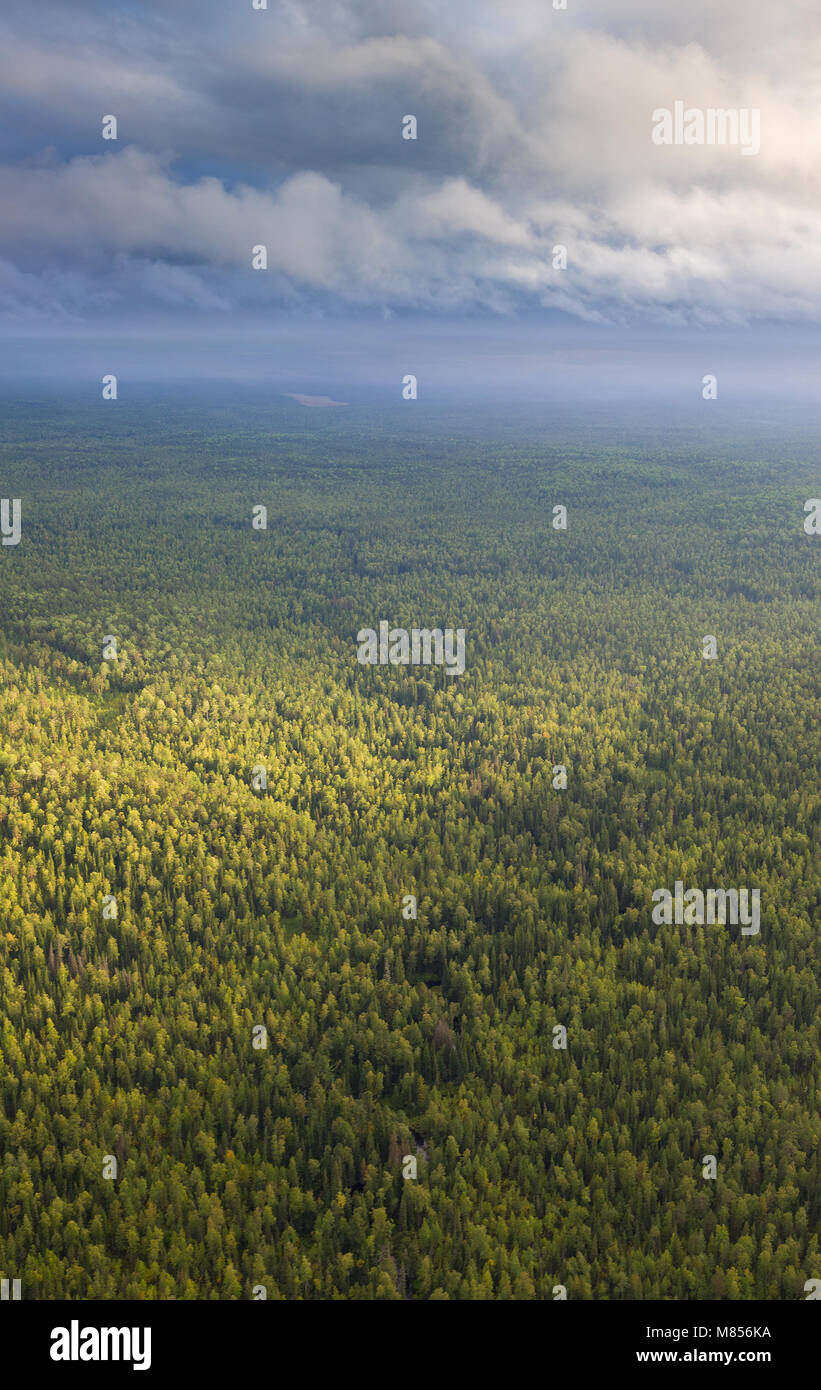 Sommer ruhiger Tag im Wald plain Stockfoto