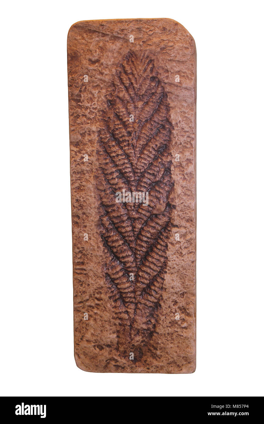 Meer Pen Charnia masoni - Fossile geworfen, von Charnwood Forest, Leicestershire, England Stockfoto
