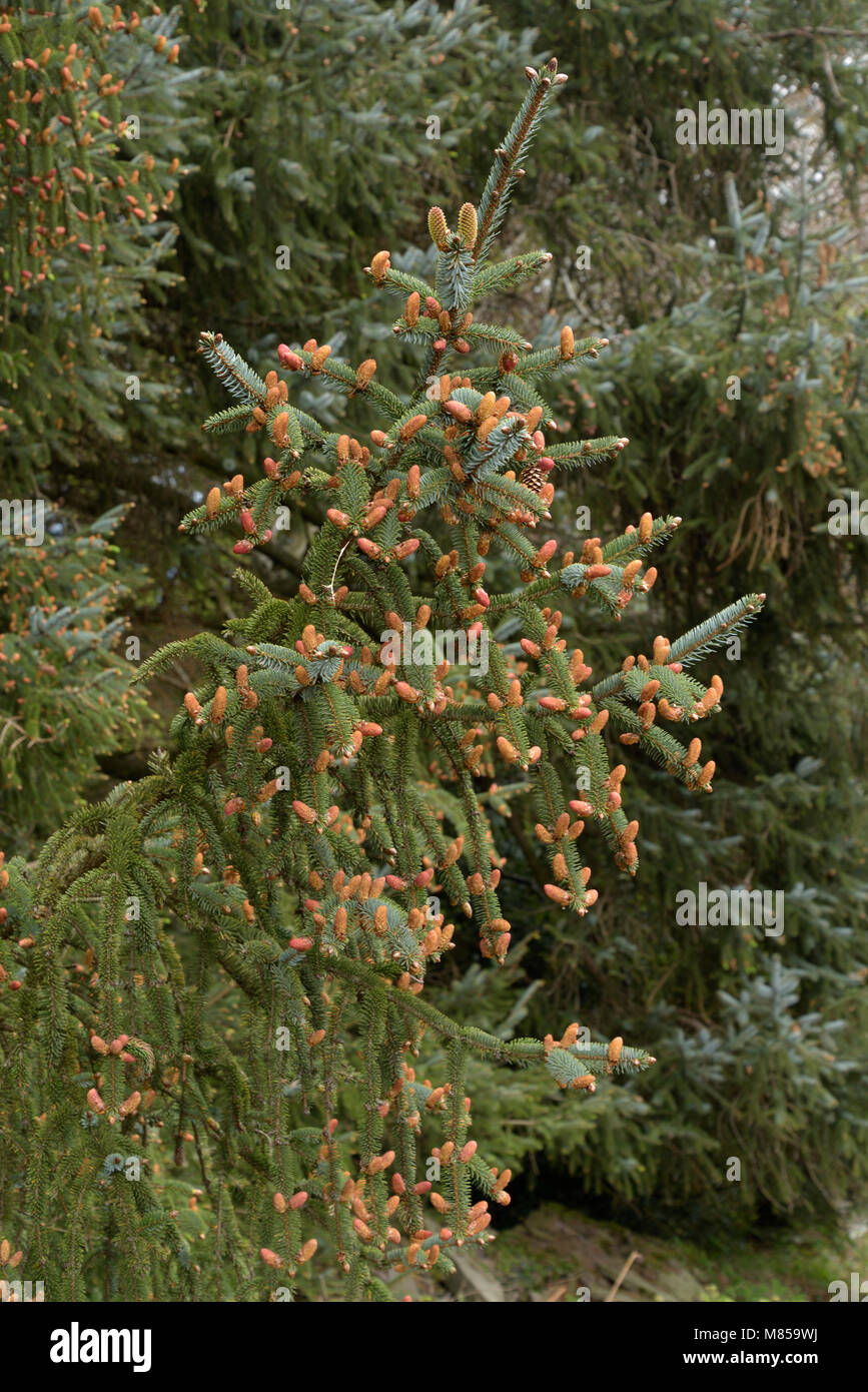 Douglasie, Junge Kegel, PSEUDOTSUGA MENZIESII Stockfoto