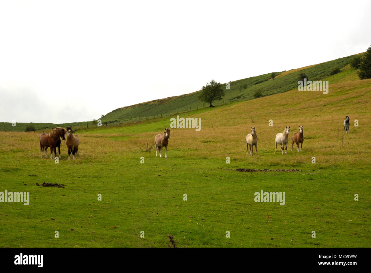 Ponys in einer walisischen Hügel Feld Stockfoto